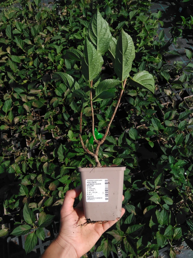 Hortenzie latnatá Silver Dollar - 2024