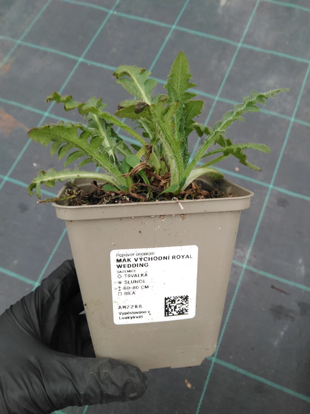 Idänunikko Royal Wedding - 1. 4. 2026