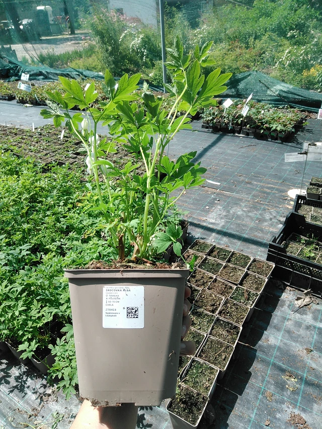 Corazón de María Alba - 13. 5. 2025