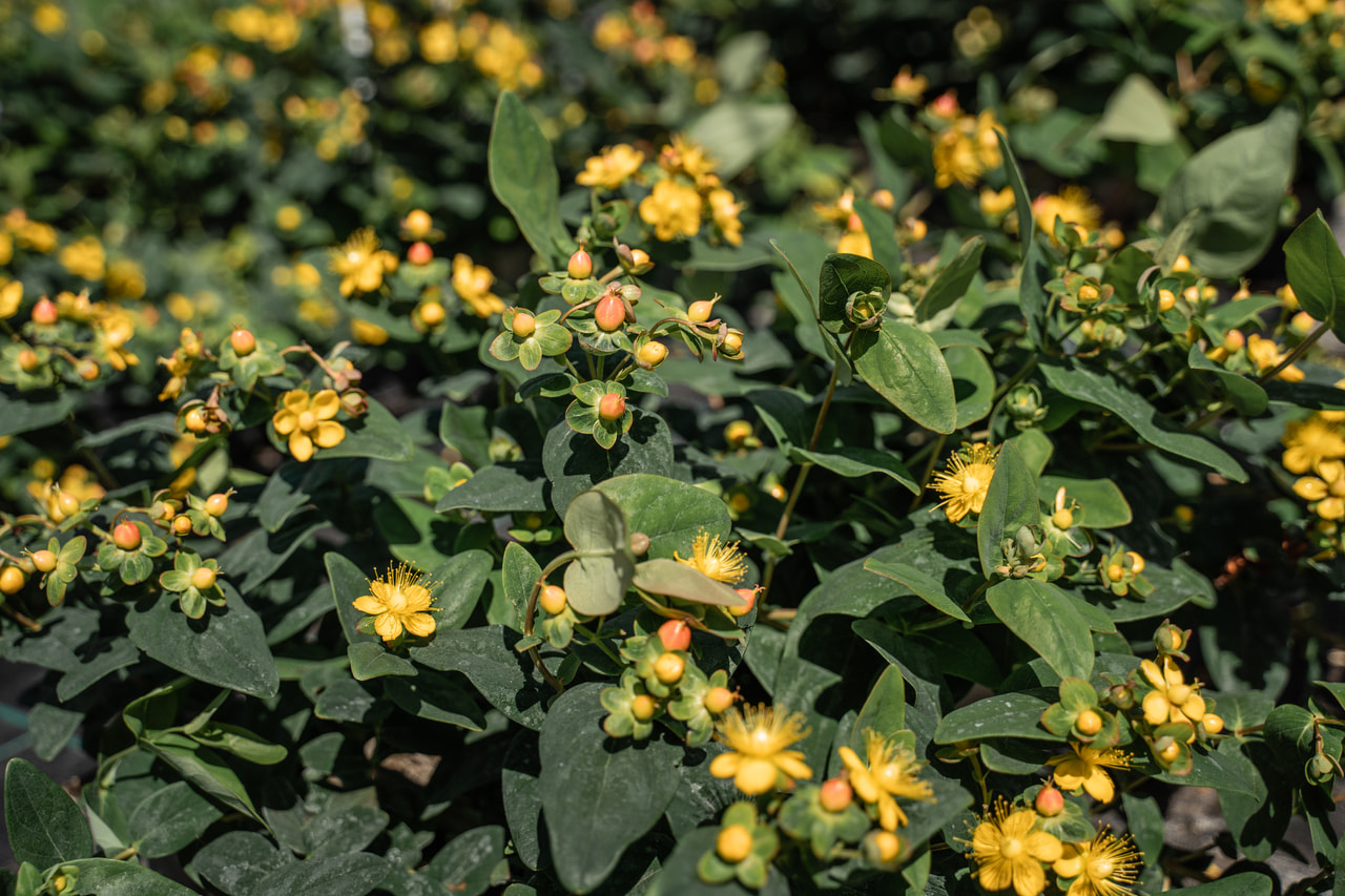 Hipérico Globo Coral, Loukykvět