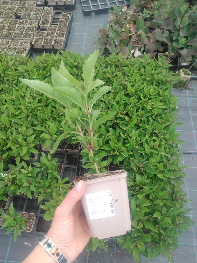 Punalatva Purple Bush - 2024