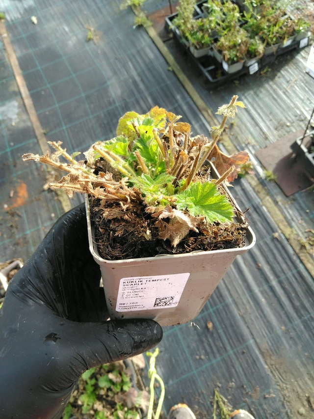 Geum Tempest Scarlet - 31. 10. 2025