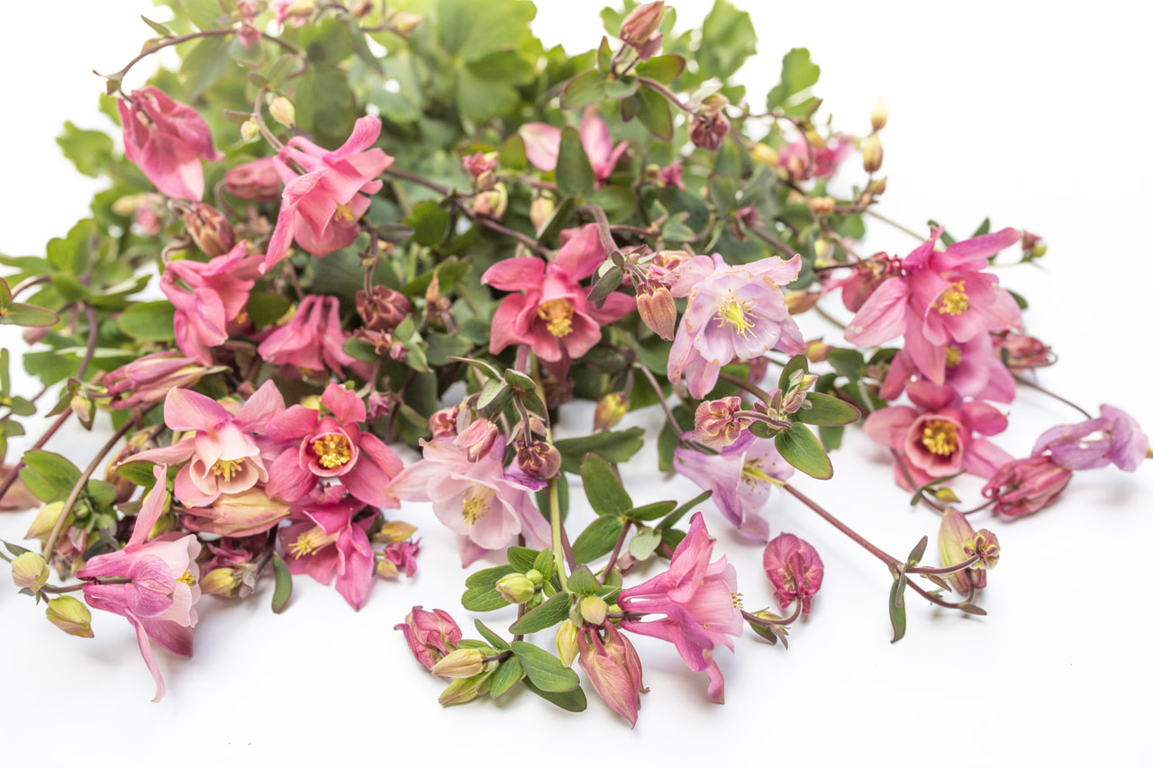 Aguileña Heidi, Loukykvět