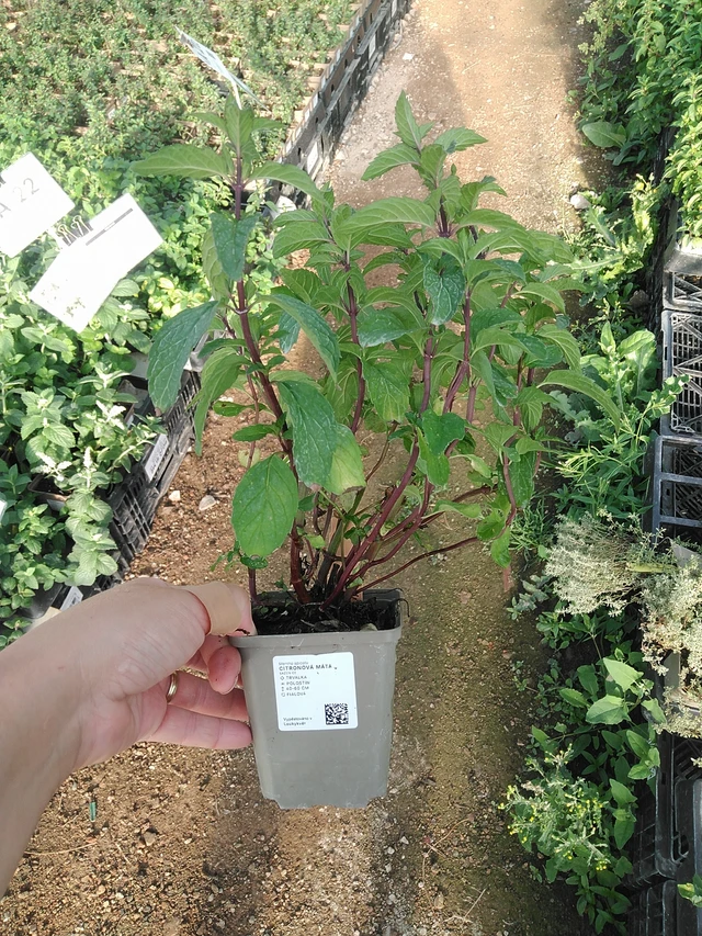 Citronová máta  - 19. 8. 2025