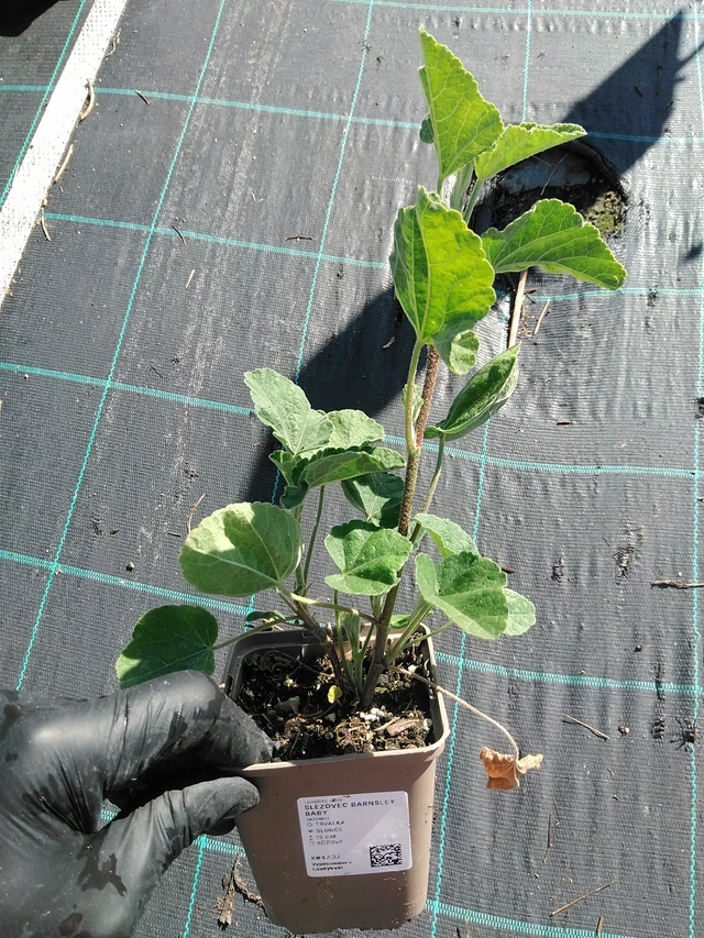 Malvikki Barnsley Baby - 19. 8. 2025