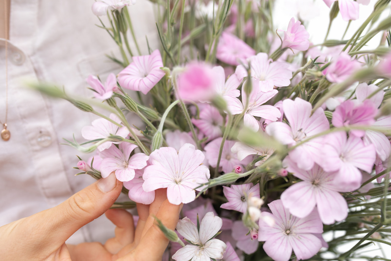 Agrostemma Light Rose, Loukykvět