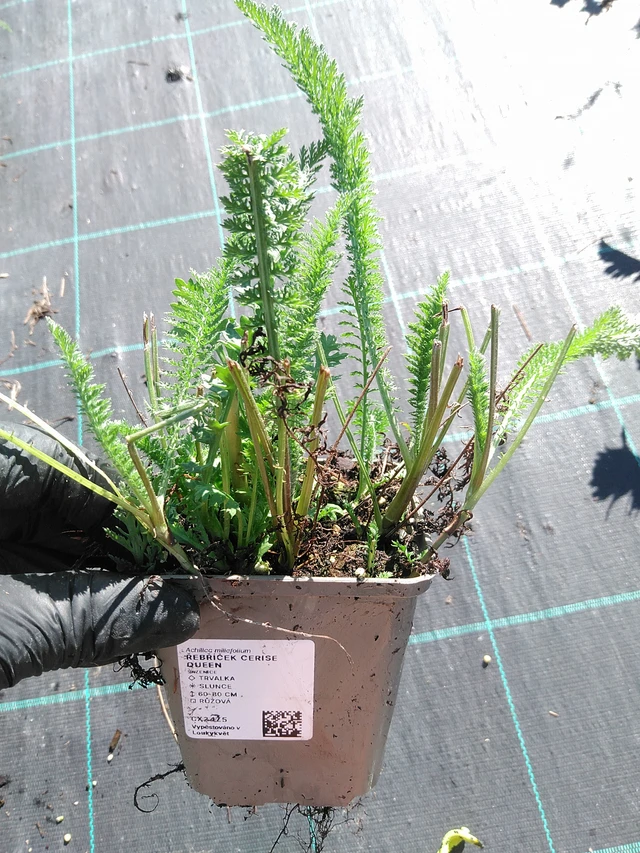 Siankärsämö Cerise Queen - 19. 8. 2025