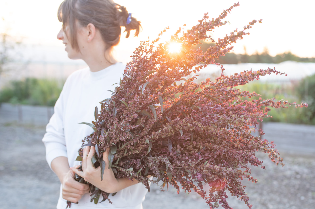 Tuinmelde Plume Red, Loukykvět