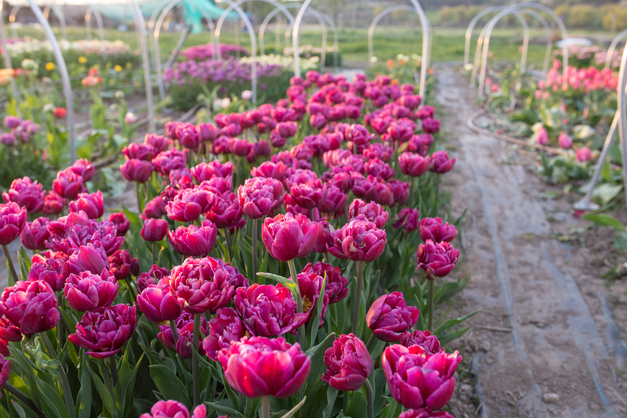 Tulppaani Margarita, Loukykvět