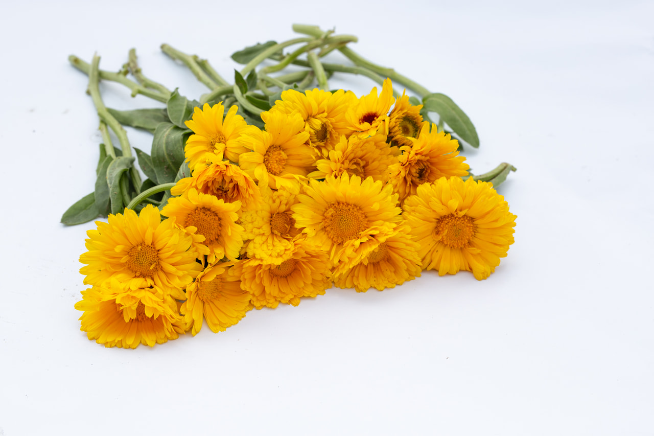 Marigold Ollioules Yellow, Loukykvět