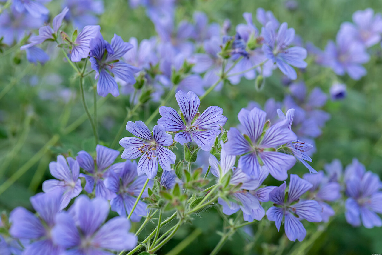 Kurjenpolvi Philippe Vapelle, Loukykvět