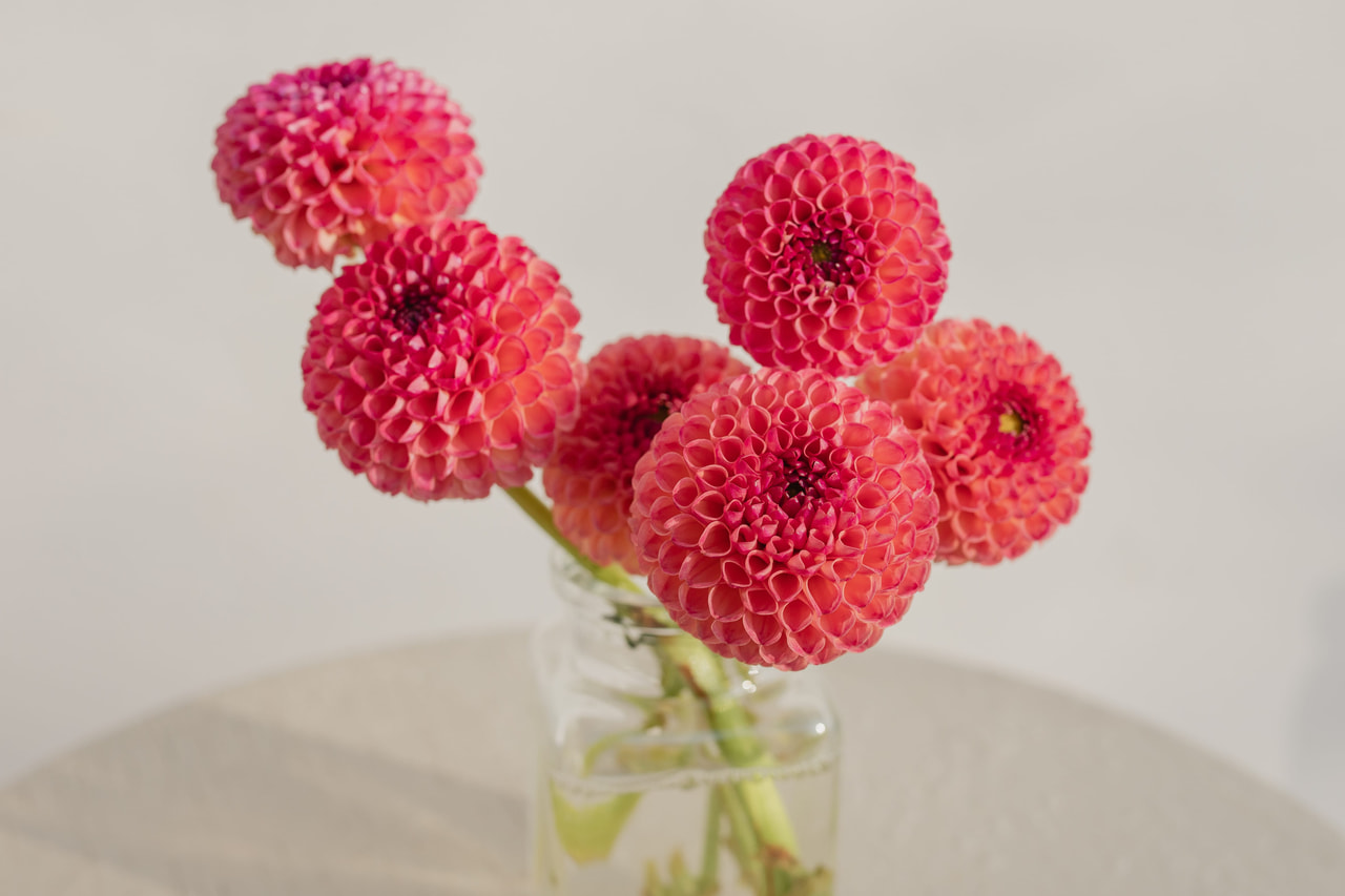 Daalia Burlesca, Loukykvět