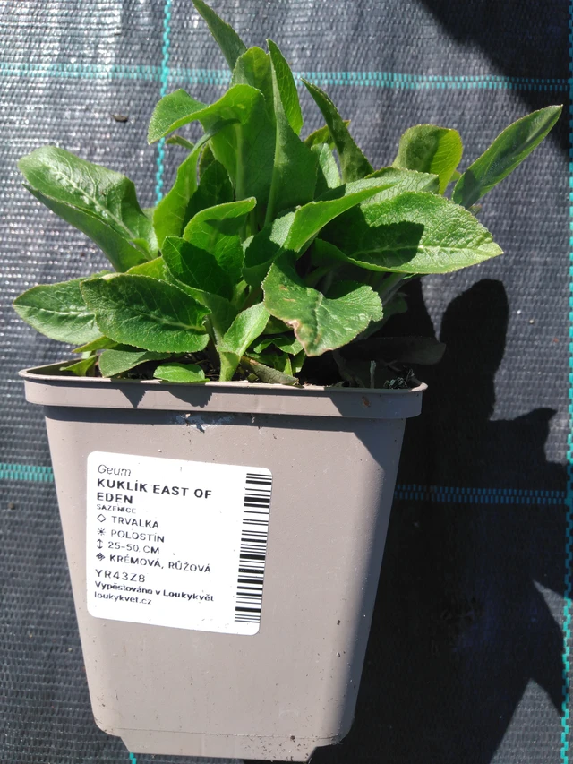 Kellukka East of Eden - 3. 4. 2025