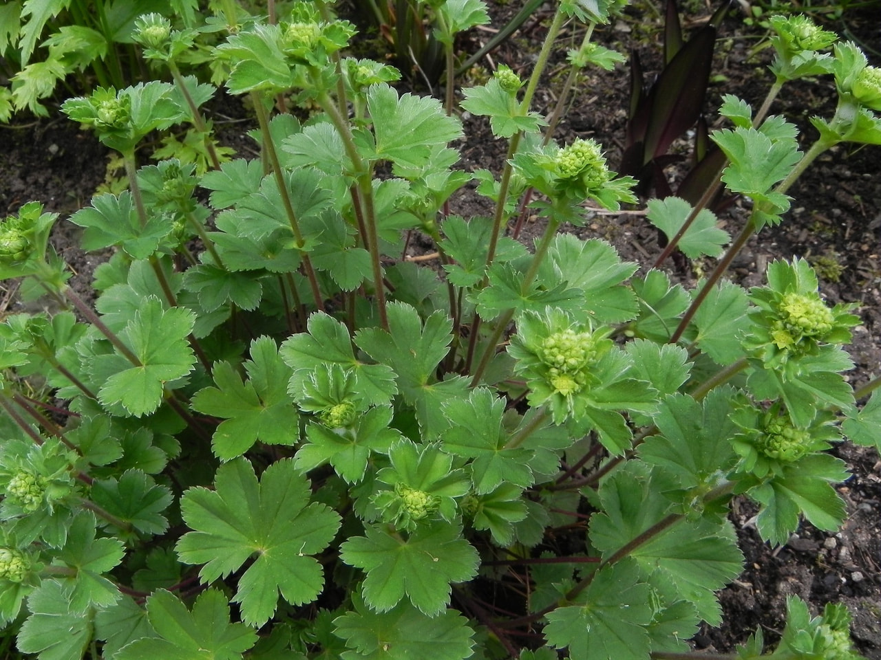 Alchemilla erythropoda, Loukykvět