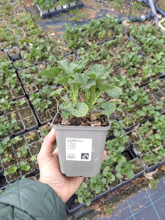 Malvikki Duet - 21. 4. 2026