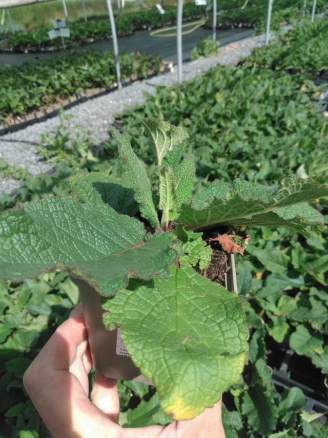 Verbascum Southern Charm - 24. 6. 2025