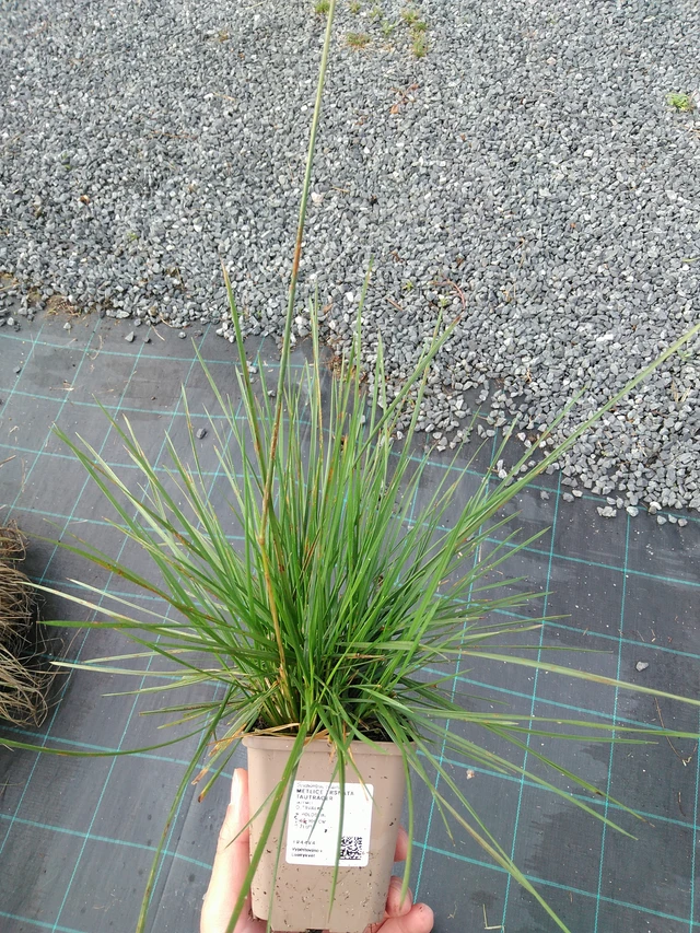 Metlice trsnatá Tauträger - 28. 7. 2025