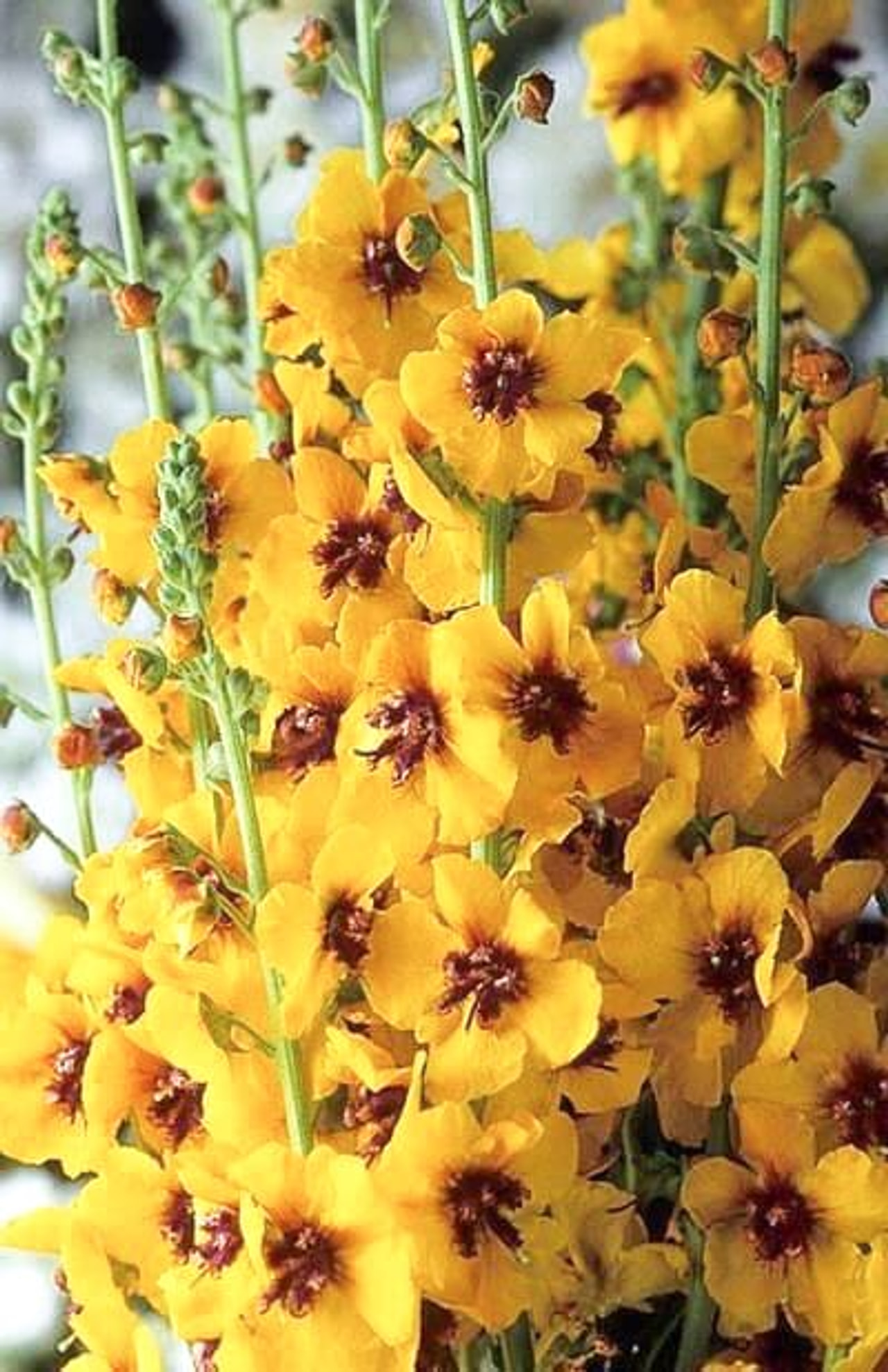 Verbascum Cotswold Queen, Loukykvět