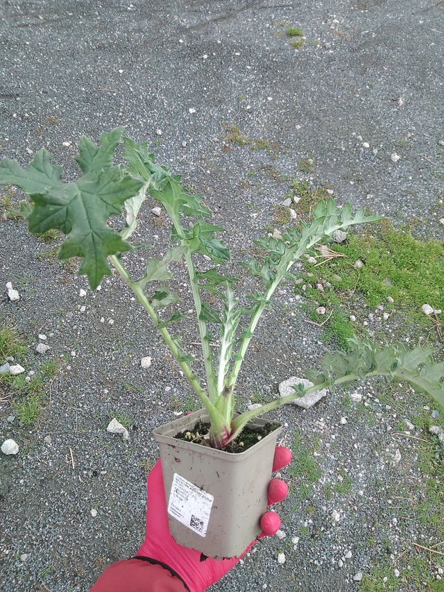 Pallo-ohdake Arctic Glow - 29. 7. 2025