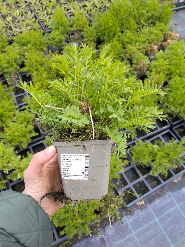 Sinilatva Filigree Clouds - 21. 4. 2026