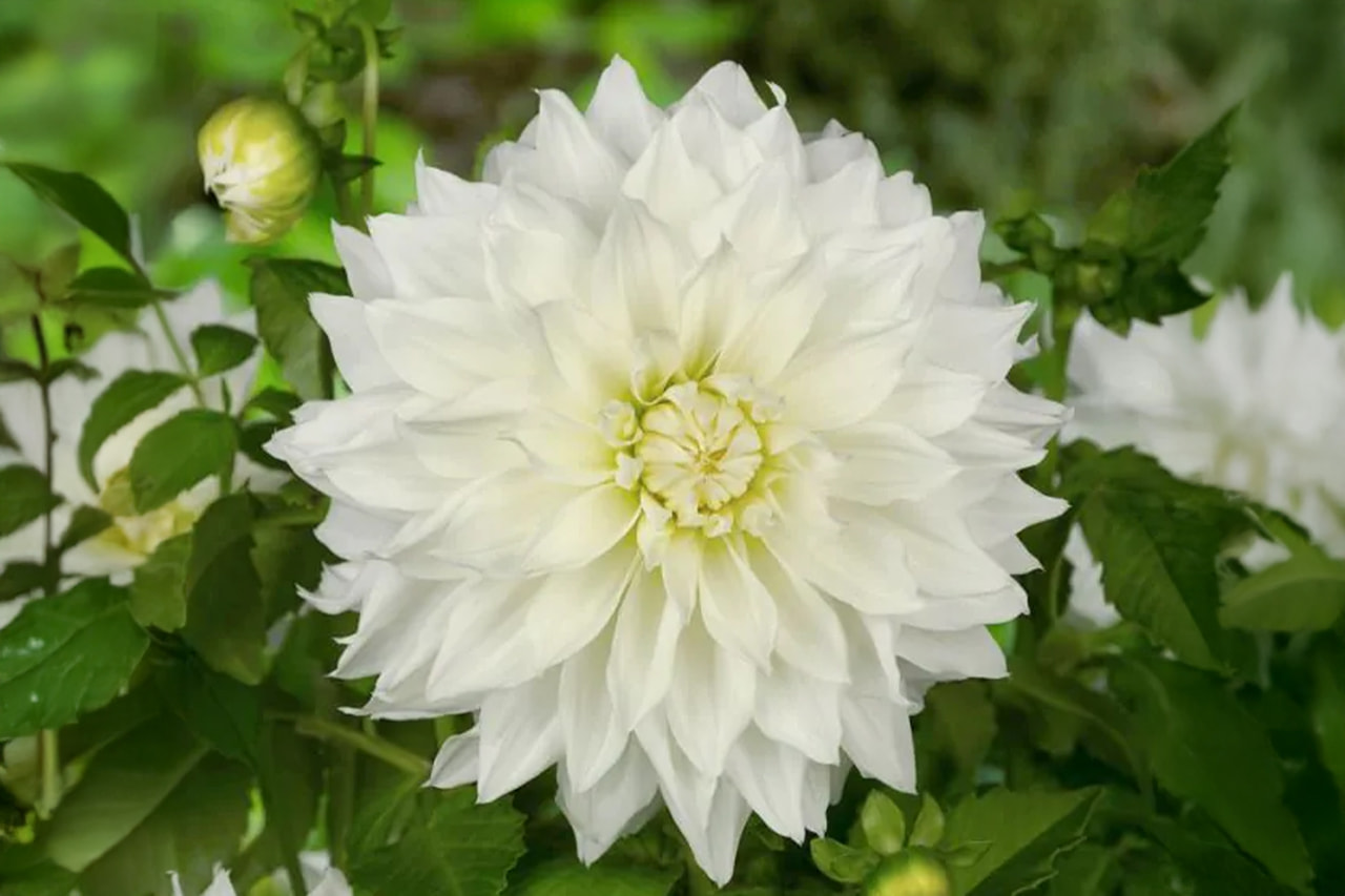 Dalia Fleurel, Loukykvět