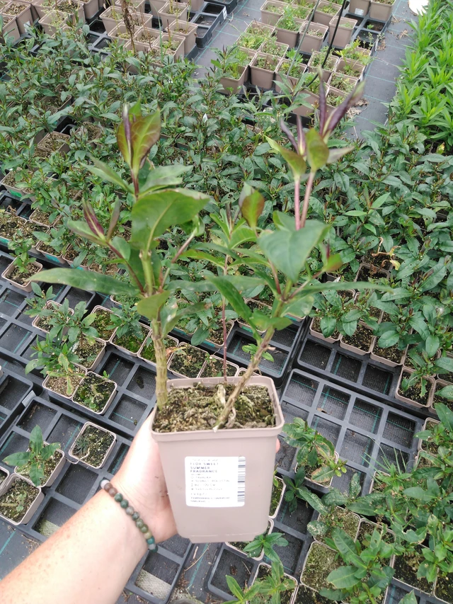 Syysleimu Sweet Summer Fragrance - 2024