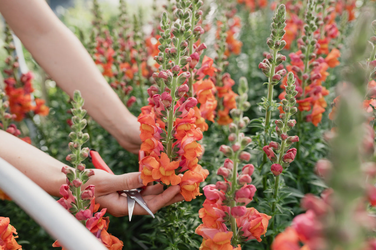 Leijonankita Potomac Orange, Loukykvět