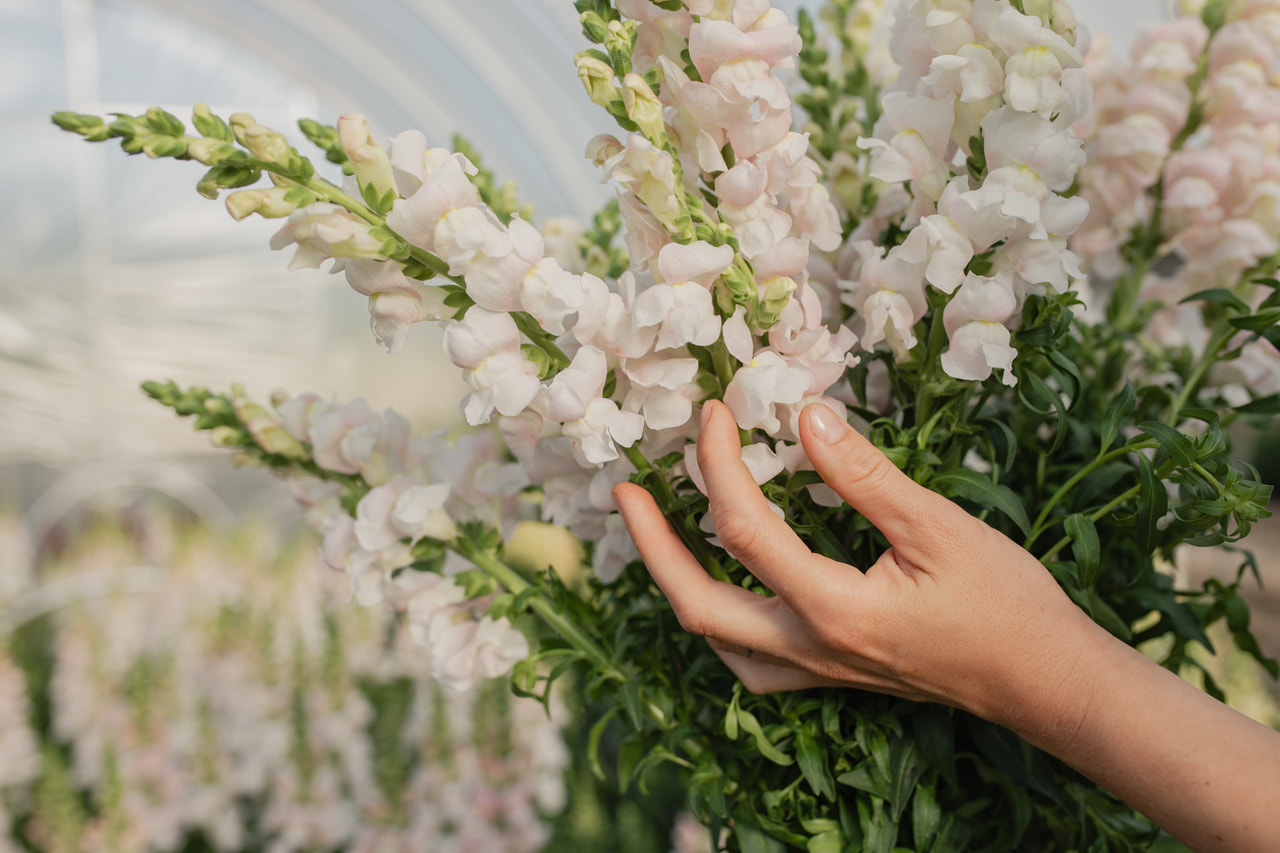 Leijonankita Costa Silver, Loukykvět