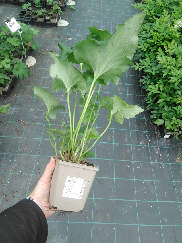 Syysvuokko Whirlwind - 2024