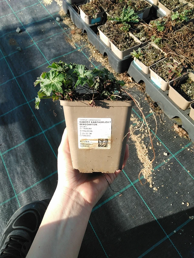 Peittokurjenpolvi Berggarten - 7. 4. 2026