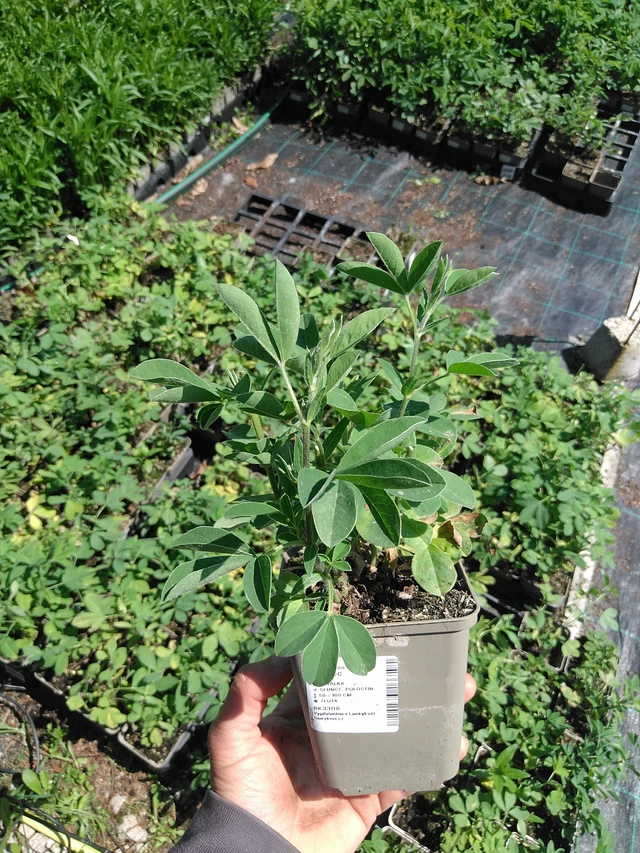 Revonpapu - 13. 5. 2025