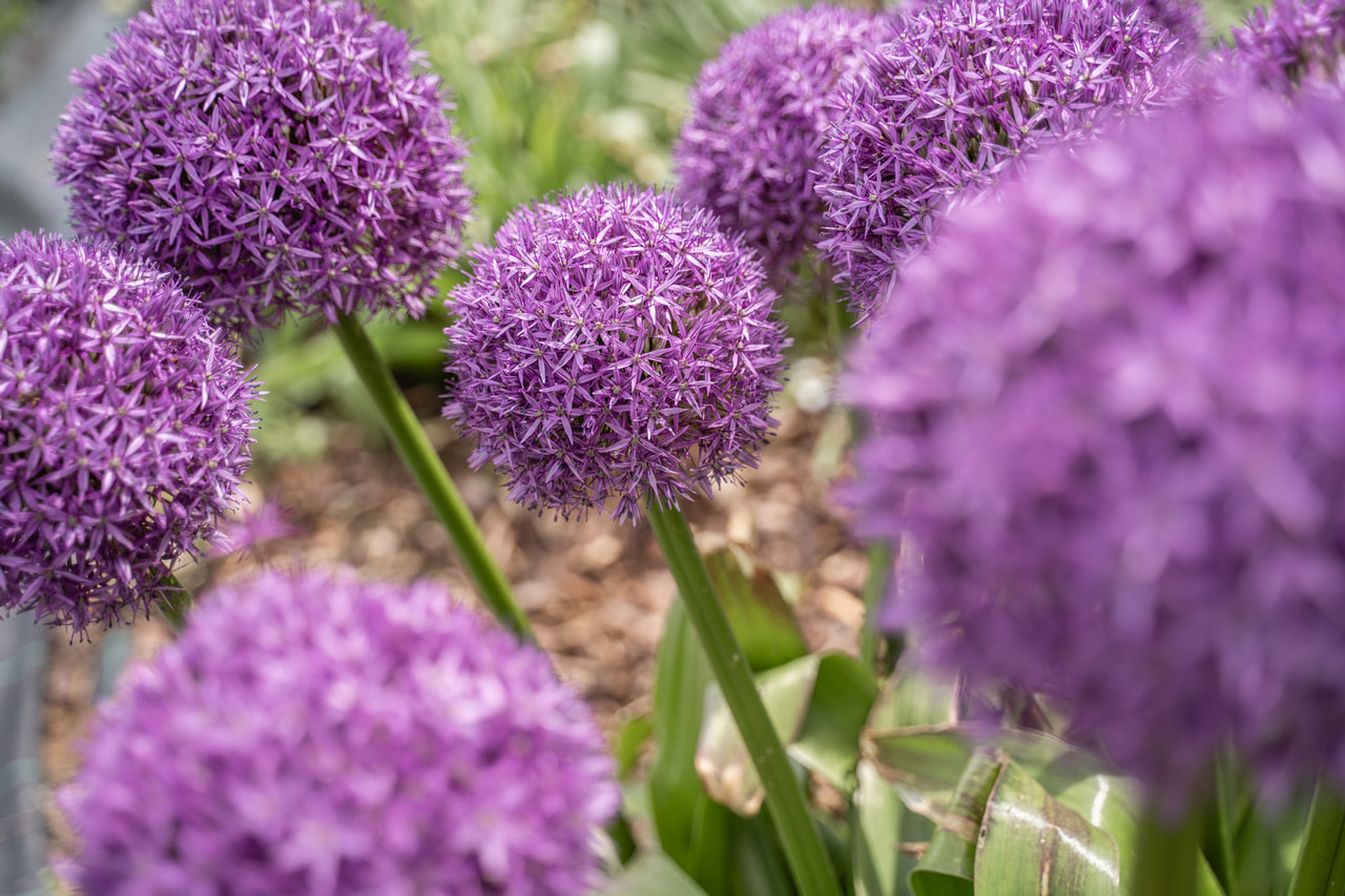 Allium Globemaster, Loukykvět
