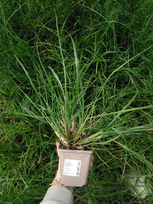 Sulkahirssi Cassian - 2024