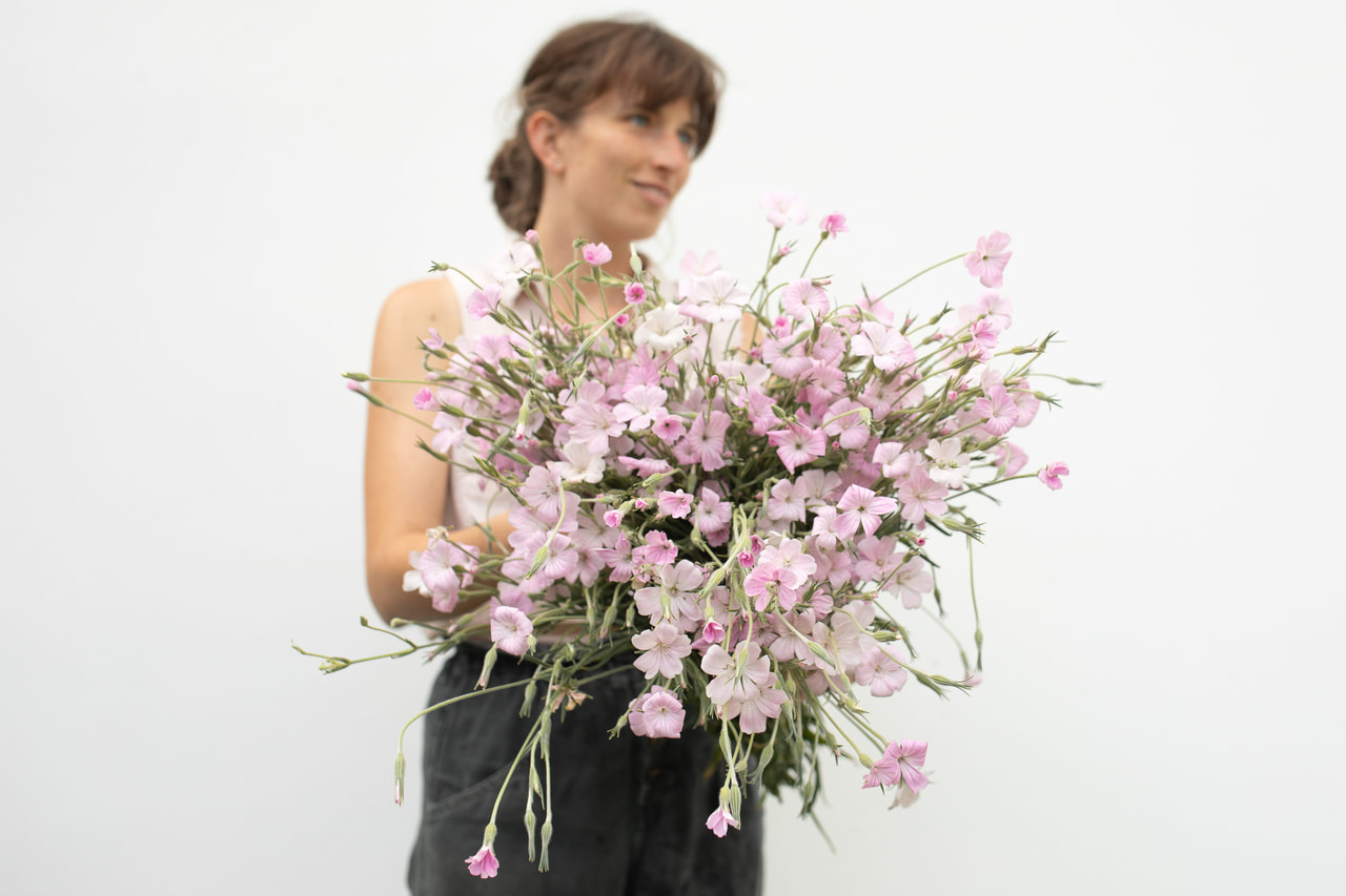 Agrostemma Light Rose, Loukykvět