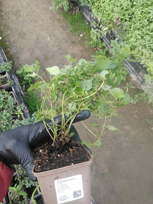 Inkivääriminttu - 13. 10. 2025