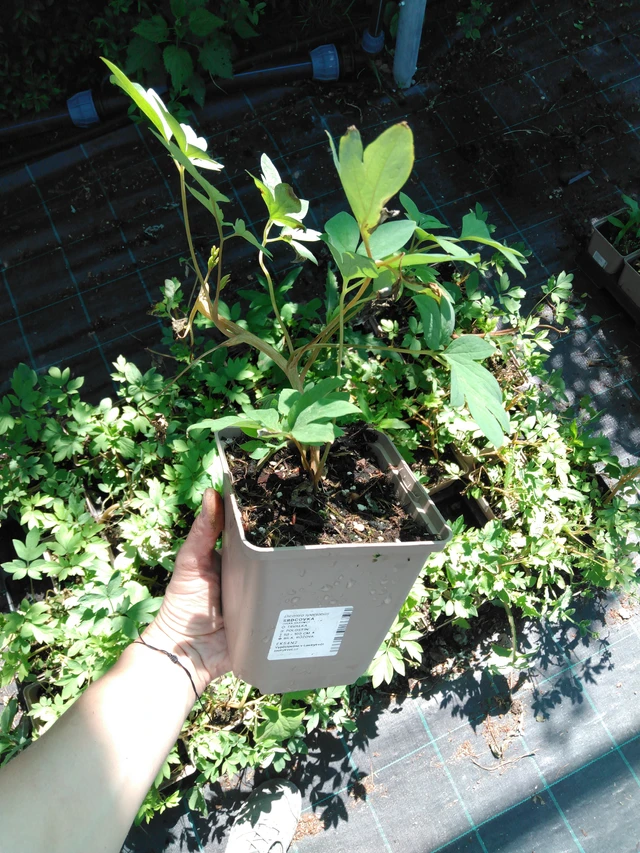 Särkynytsydän - 2024