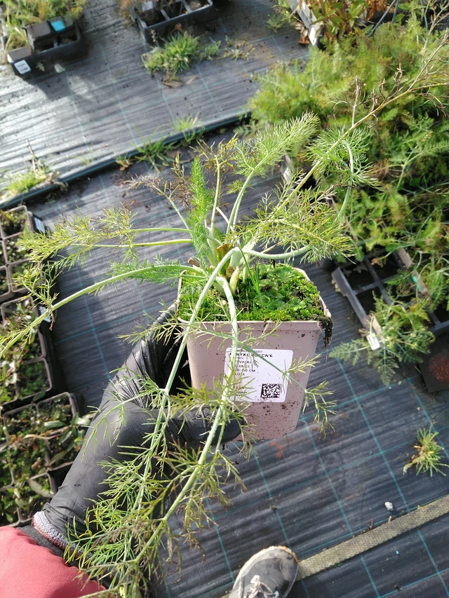 Hinojo - 31. 10. 2025