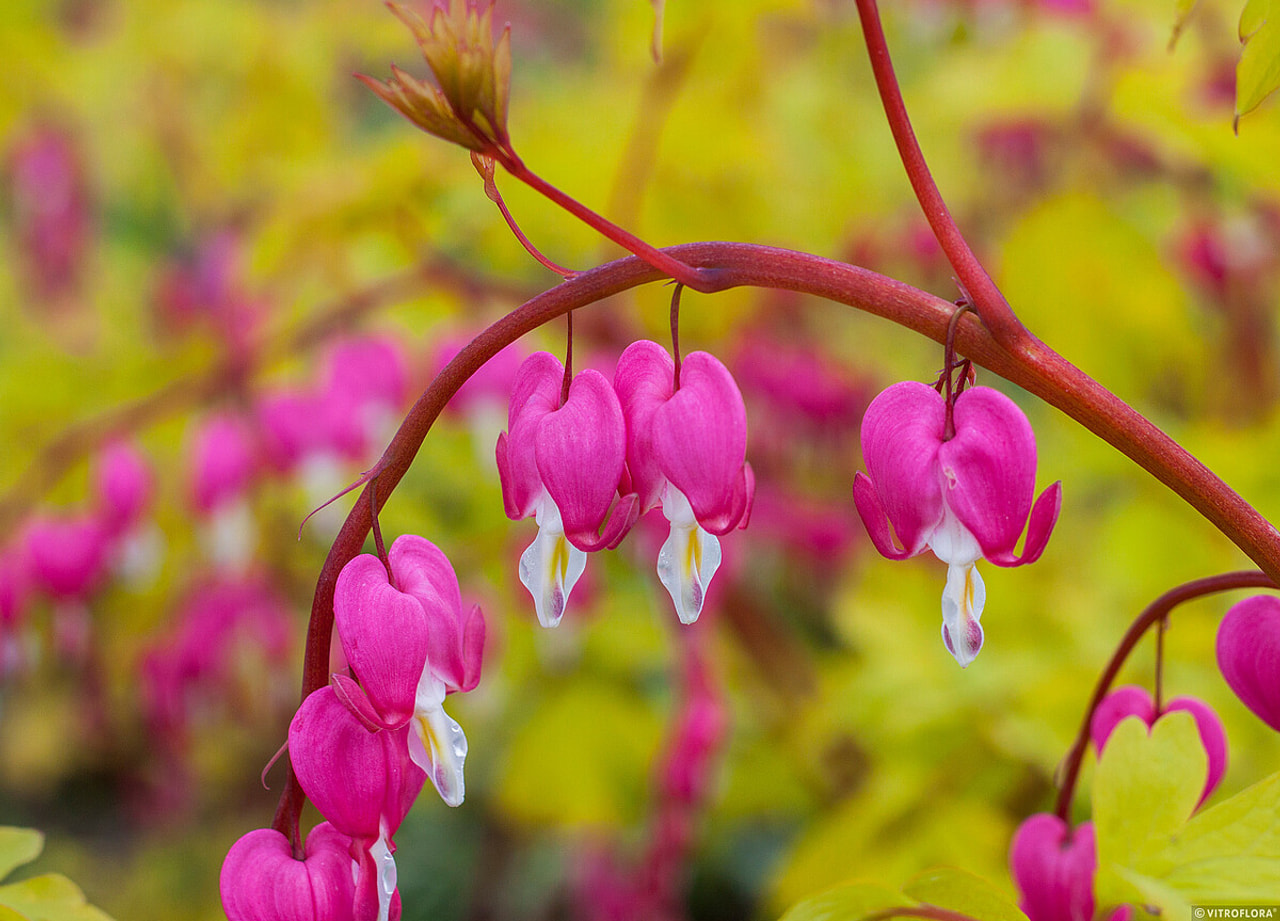 Särkynytsydän Gold Heart, Loukykvět