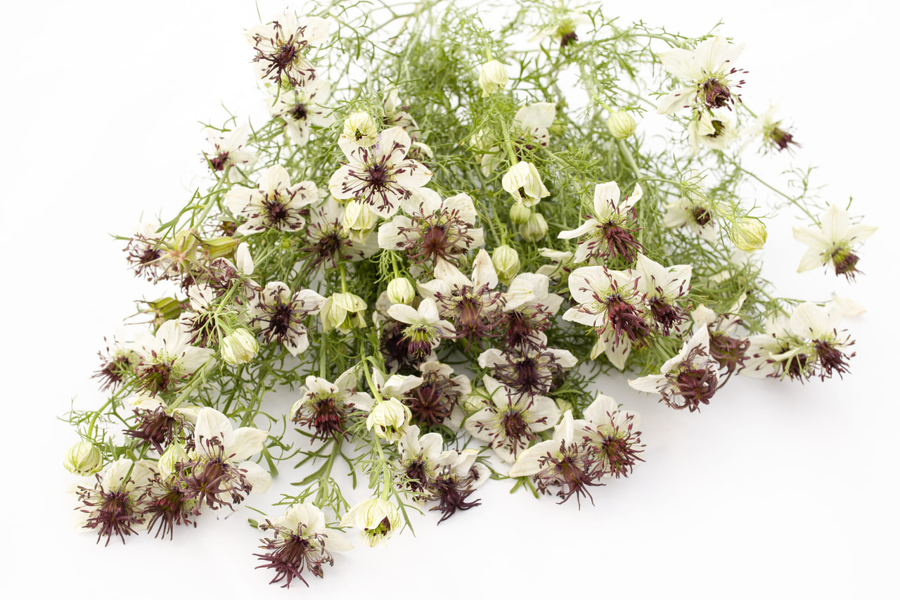 Espanjanneito Eclipse (African Bride), Loukykvět