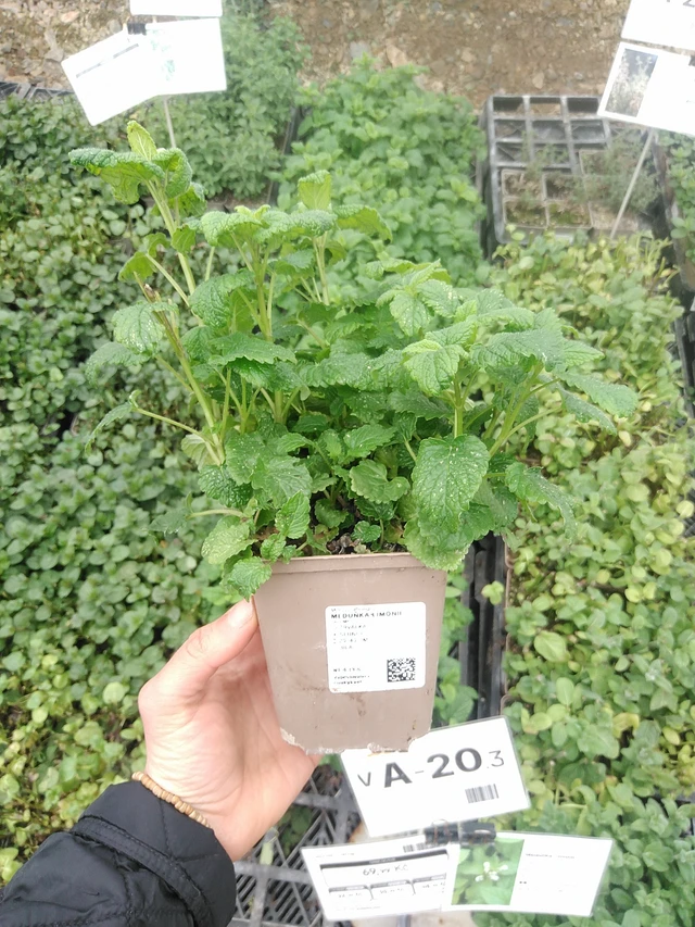 Lemon balm Limonii - 20. 4. 2026