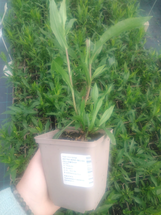 Syysasteri Fellowship - 2024