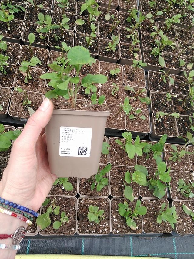 Valkoalpi - 9. 6. 2025