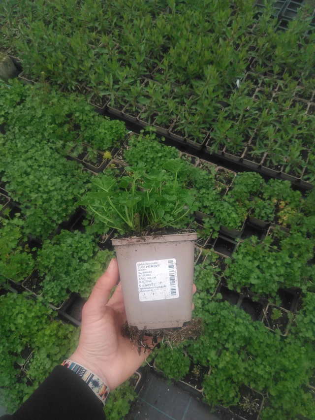 Malva moschata - 2024