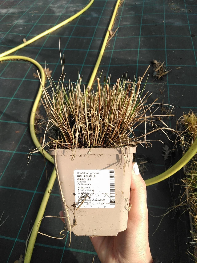 Moskiittoruoho - 7. 4. 2026