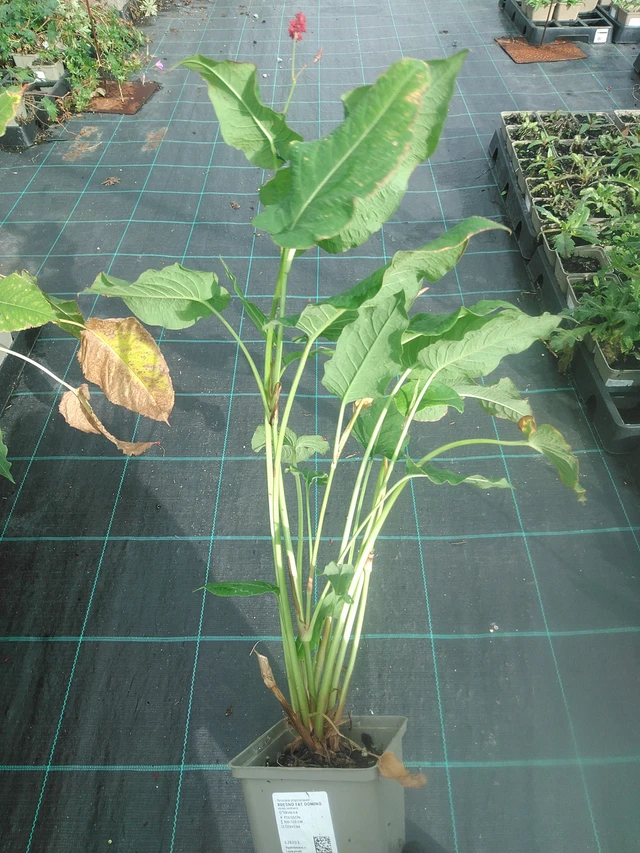 Konnantatar Fat Domino - 13. 10. 2025