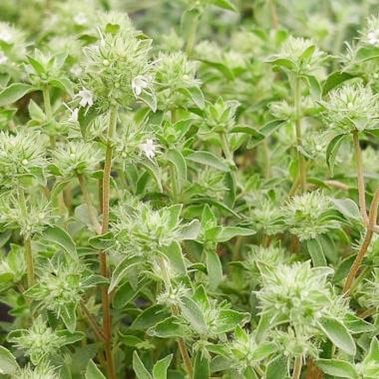 Tomillo Pompom, Loukykvět