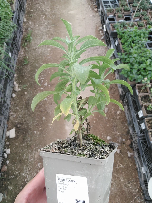 Stevia - 1. 8. 2025