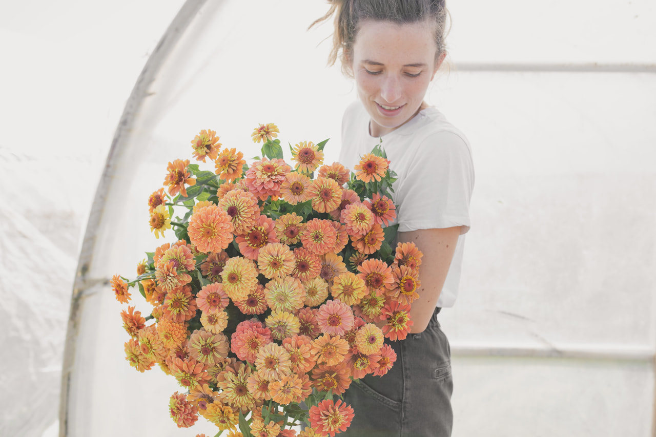 Tsinnia Queen Lime Orange, Loukykvět