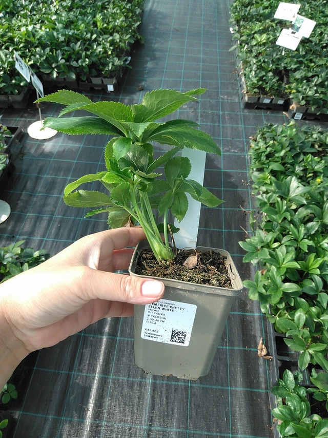 Jouluruusu Pretty Ellen White - 11. 7. 2025