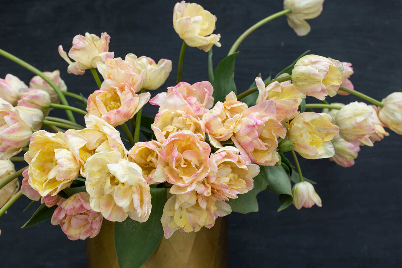 Tulppaani Creme Upstar, Loukykvět